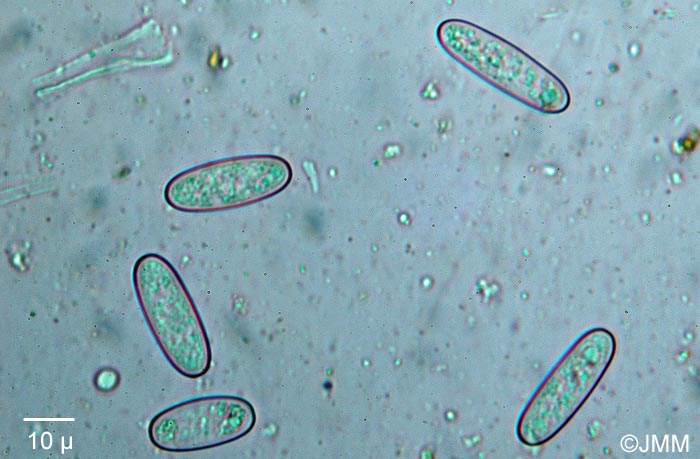 Sarcoscypha macaronesica : spores