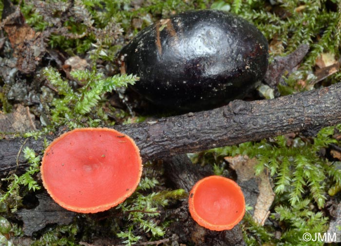 Sarcoscypha macaronesica