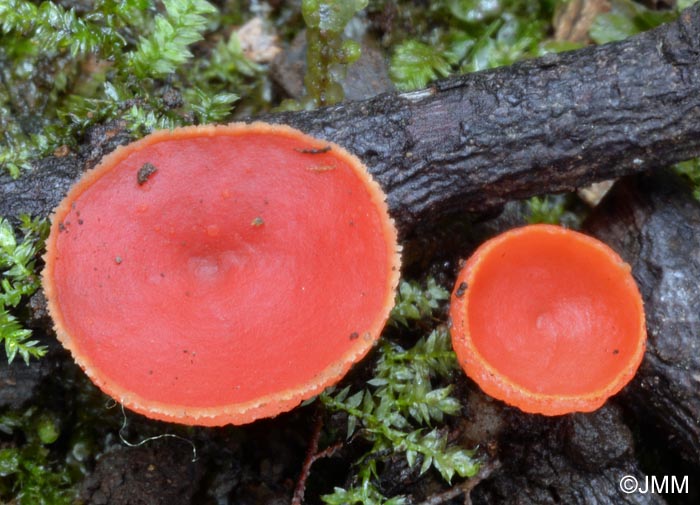 Sarcoscypha macaronesica