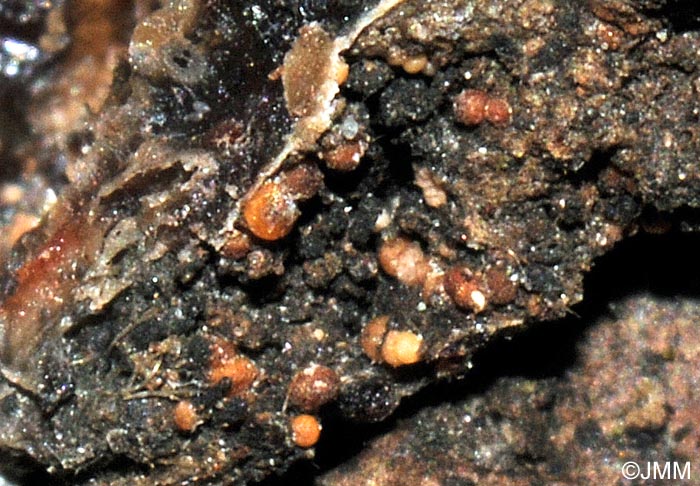 Sarea resinae = Biatorella resinae = Pycnidiella resinae