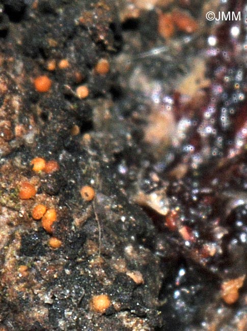 Sarea resinae = Biatorella resinae = Pycnidiella resinae