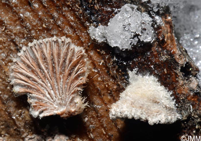 Schizophyllum commune