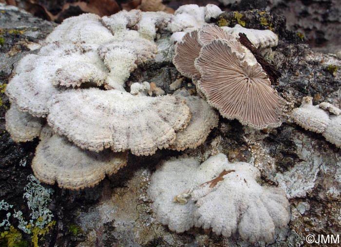 Schizophyllum commune