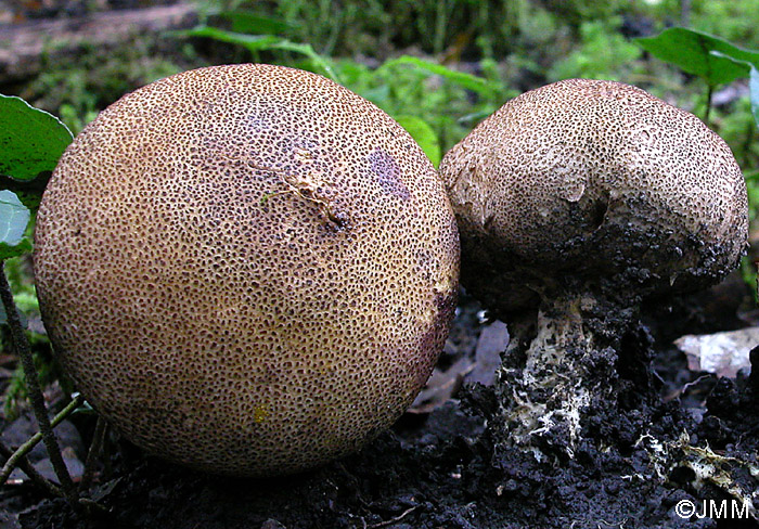 Scleroderma areolatum