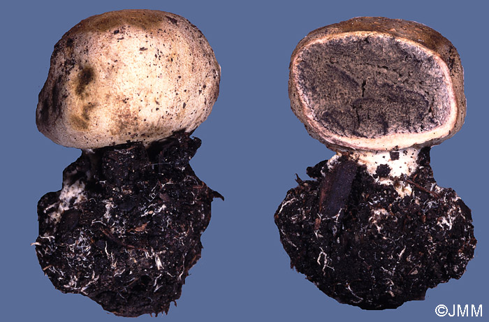 Scleroderma bovista