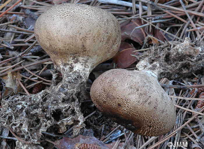 Scleroderma verrucosum