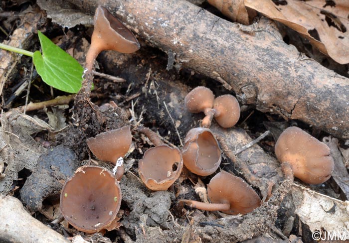 Sclerotinia ficariae