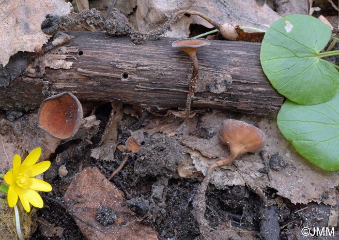 Sclerotinia ficariae