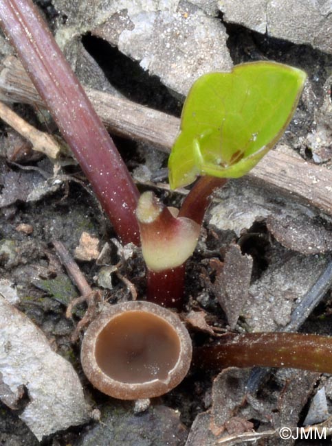 Sclerotinia ficariae