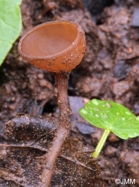 Sclerotinia ficariae