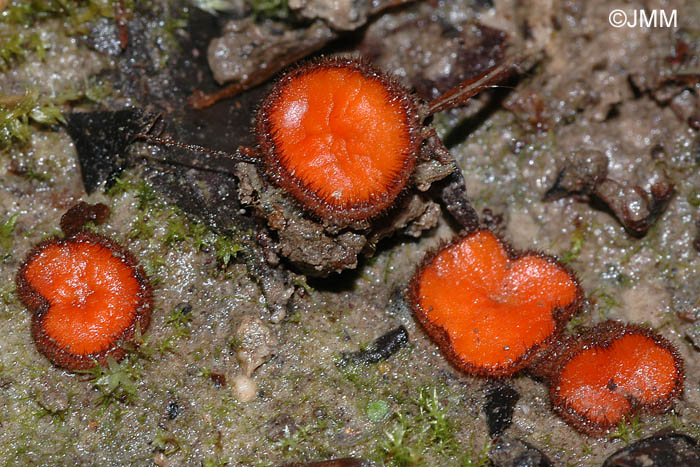 Scutellinia crinita