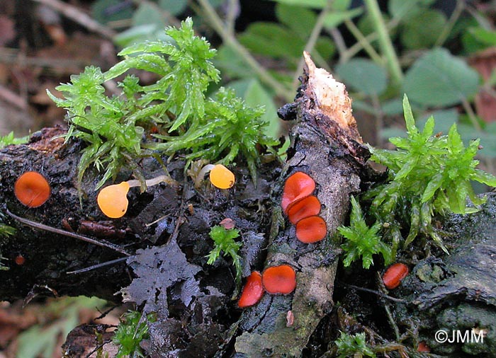 Scutellinia crinita & Mitrula paludosa