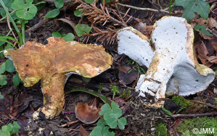 Scutiger cristatus = Albatrellus cristatus