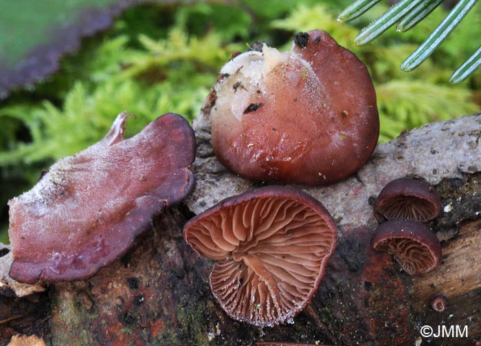 Scytinotus violaceofulvus = Panellus violaceofulvus