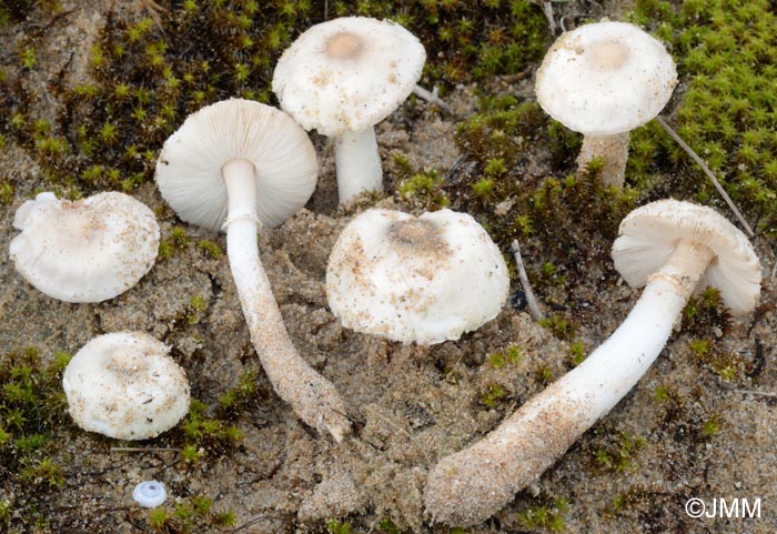 Sericeomyces subvolvatus f. pictus