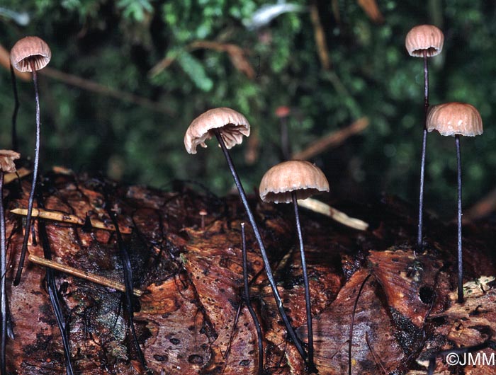 Setulipes androsaceus = Marasmius androsaceus