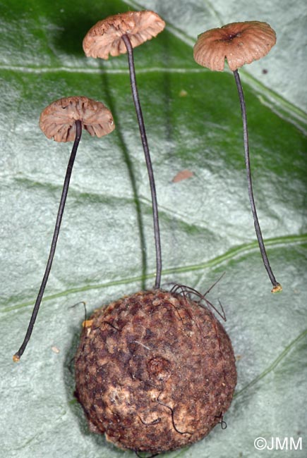 Setulipes androsaceus = Marasmius androsaceus