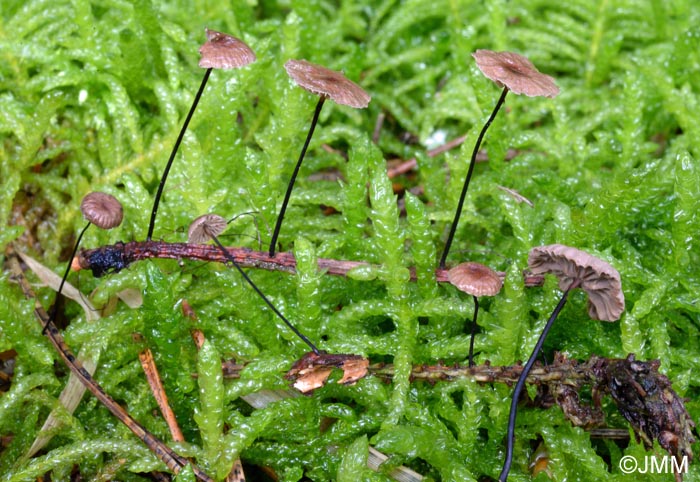 Setulipes androsaceus = Marasmius androsaceus