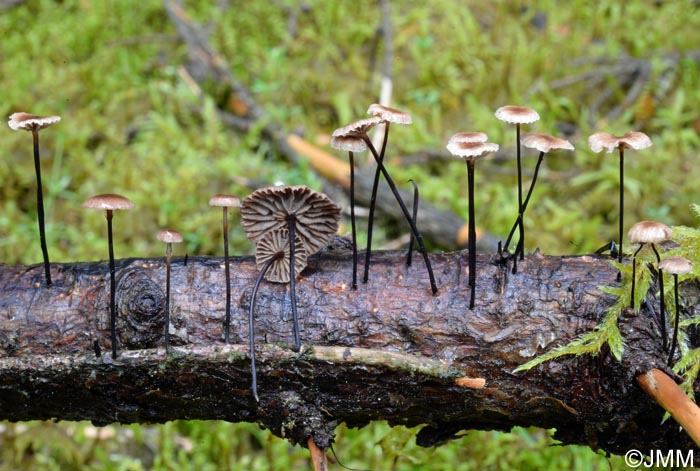 Setulipes androsaceus = Marasmius androsaceus