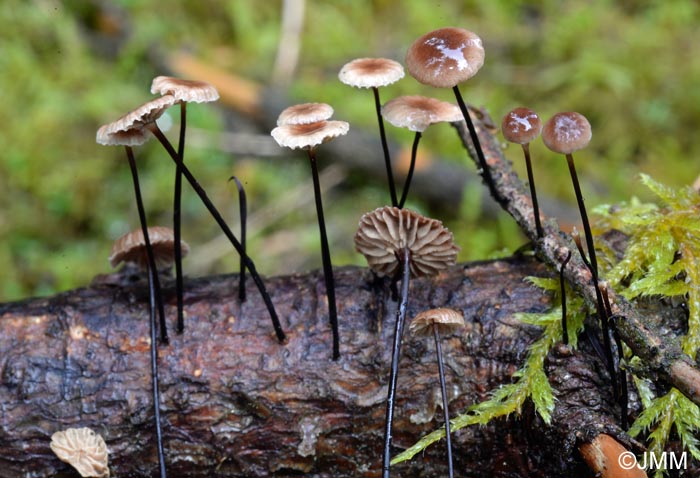 Setulipes androsaceus = Marasmius androsaceus