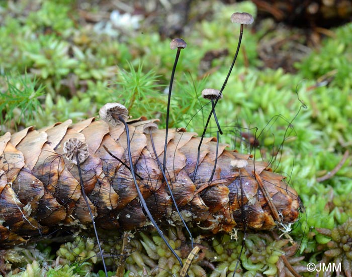 Setulipes androsaceus = Marasmius androsaceus