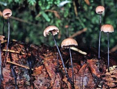 Setulipes androsaceus = Marasmius androsaceus