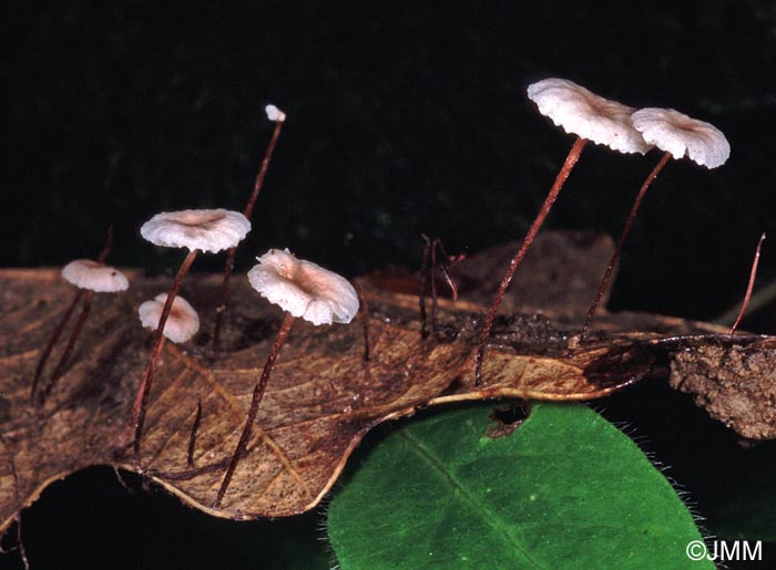 Setulipes quercophilus = Gymnopus quercophilus