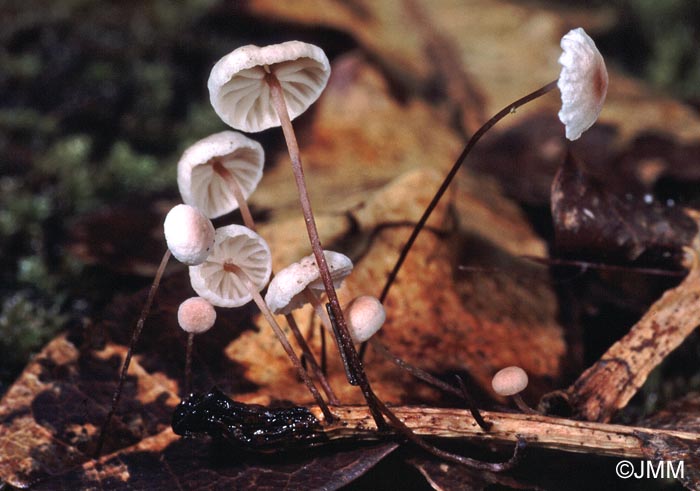 Setulipes quercophilus = Gymnopus quercophilus