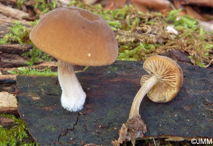 Simocybe centunculus