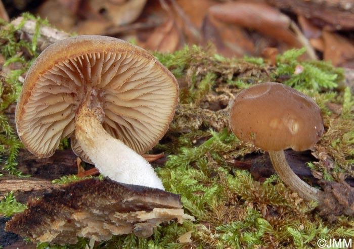 Simocybe centunculus