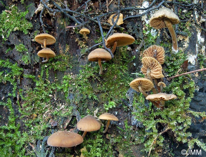 Simocybe geraniolens