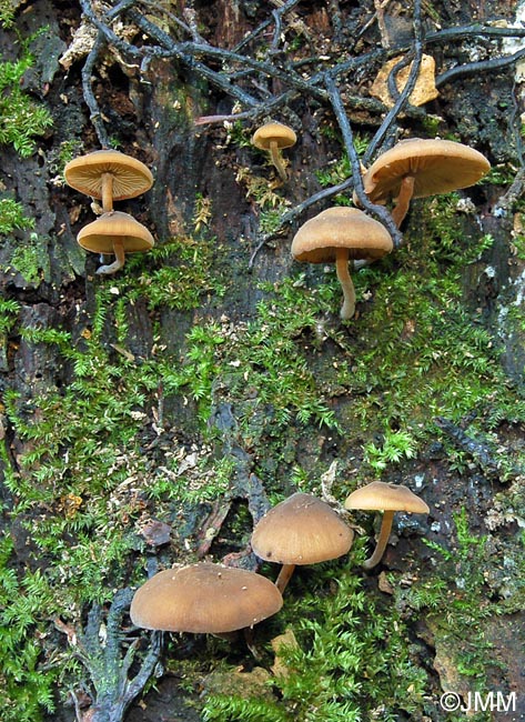 Simocybe geraniolens