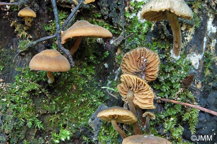 Simocybe geraniolens