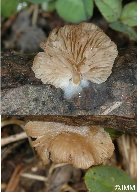 Simocybe haustellaris