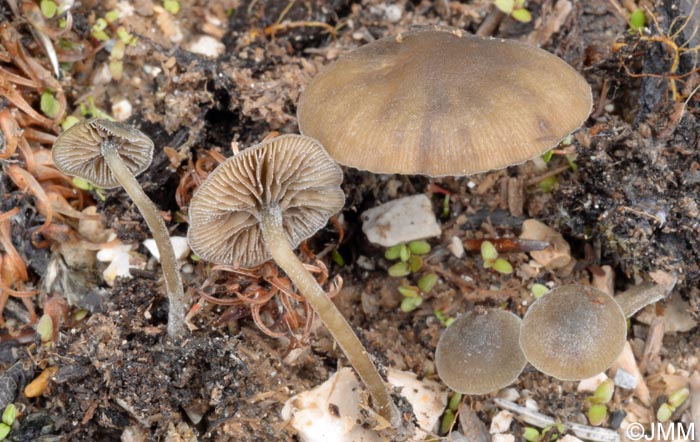 Simocybe laevigata