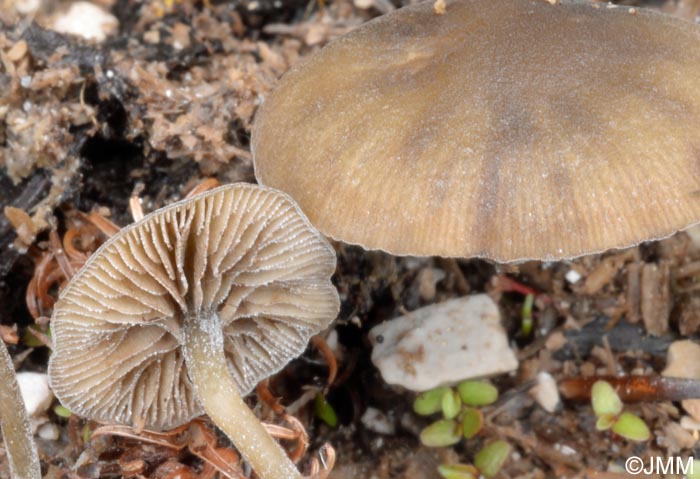 Simocybe laevigata