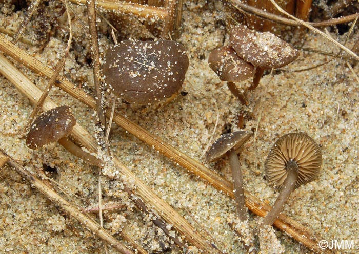 Simocybe laevigata var. maritima