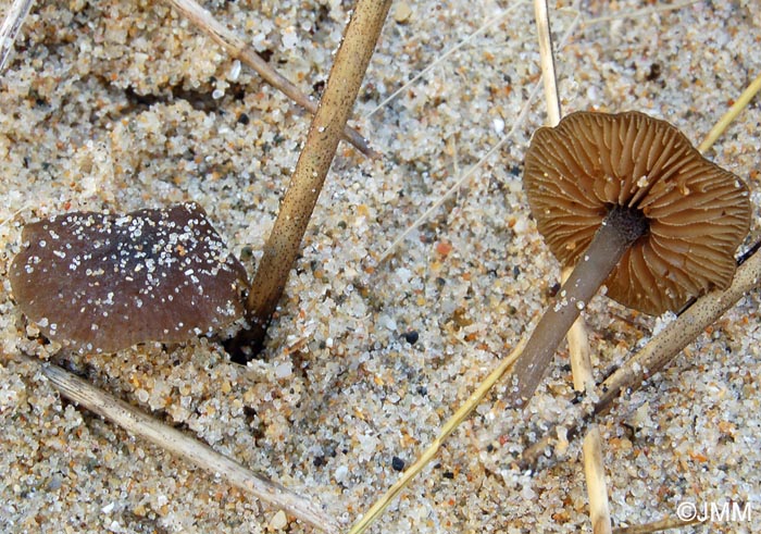 Simocybe laevigata var. maritima