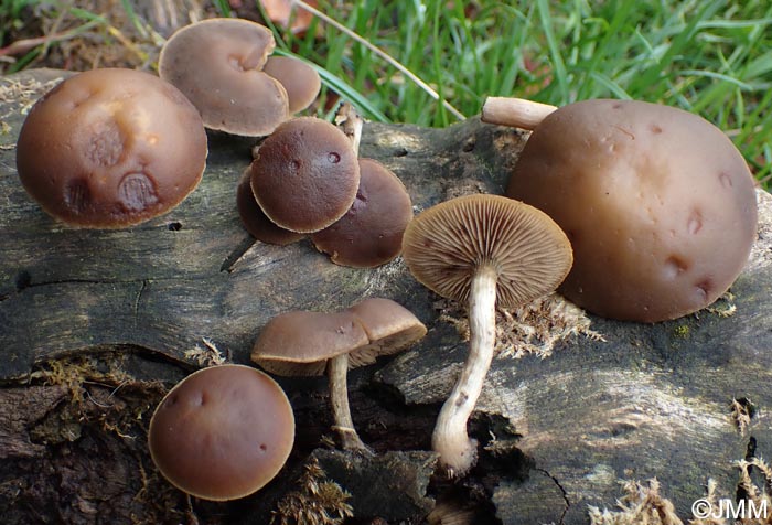 Simocybe sumptuosa