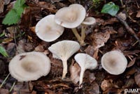 Singerocybe phaeophthalma