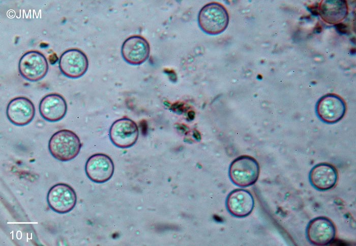 Smardaea planchonis : spores