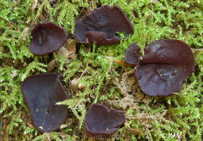 Smardaea purpurea