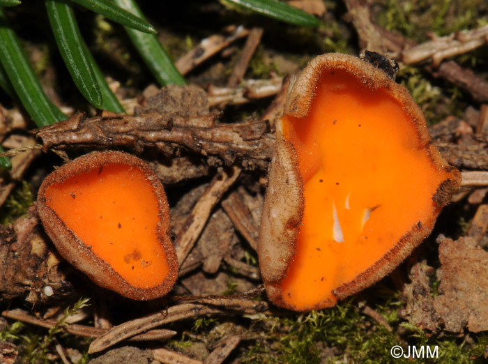 Spooneromyces helveticus