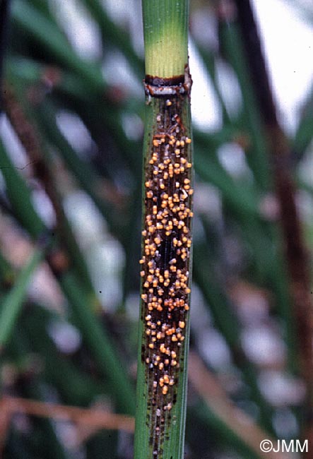 Stamnaria americana