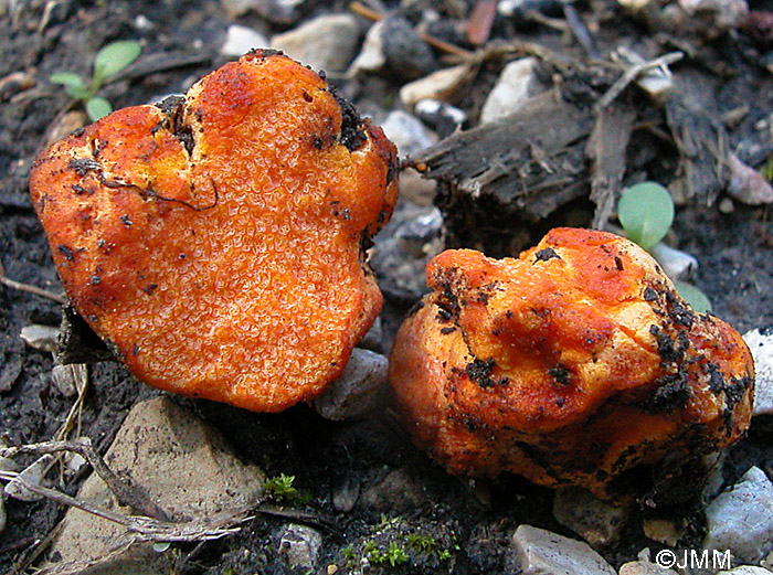 Stephanospora caroticolor