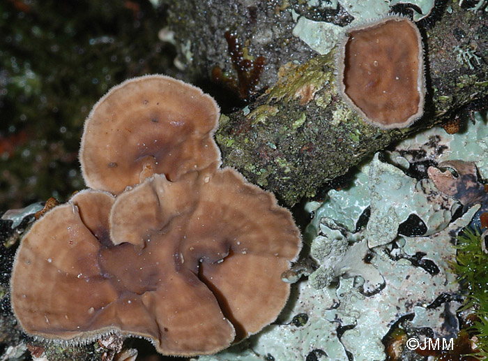 Stereum ochraceoflavum