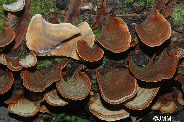 Stereum subtomentosum