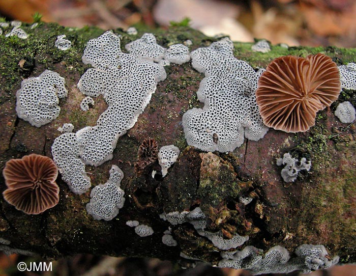 Stigmatolemma conspersum & Panellus violaceofulvus