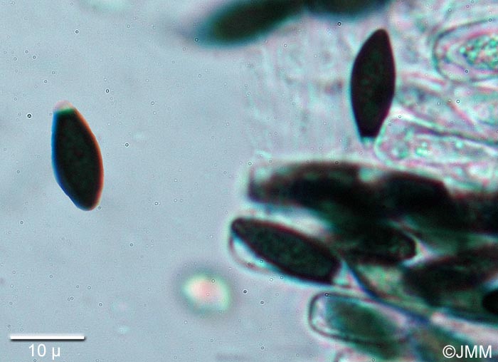Strattonia carbonaria : spores