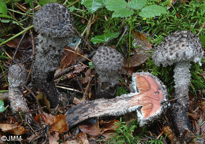 Strobilomyces strobilaceus